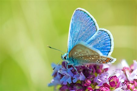 polyommatus icarus - common blue, Polyommatus icarus, on an oregano flower Stock Photo - Budget Royalty-Free & Subscription, Code: 400-09063855