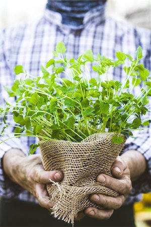 simsearch:400-08552542,k - Organic vegetables. Farmers hands with herbs. Fresh organic  herbs. Stock Photo - Budget Royalty-Free & Subscription, Code: 400-09079850