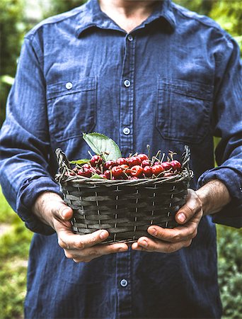 simsearch:400-08552542,k - Organic fruit. Farmers hands with freshly harvested fruit. Fresh organic cherries. Stock Photo - Budget Royalty-Free & Subscription, Code: 400-09079881