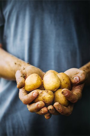 simsearch:400-08552542,k - Organic vegetables. Farmers hands with freshly harvested vegetables. Fresh bio potatoes Stock Photo - Budget Royalty-Free & Subscription, Code: 400-09079896