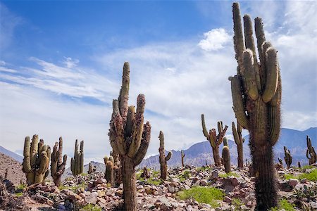 Giant cactus in the Tilcara quebrada moutains, Argentina Stock Photo - Budget Royalty-Free & Subscription, Code: 400-09070700