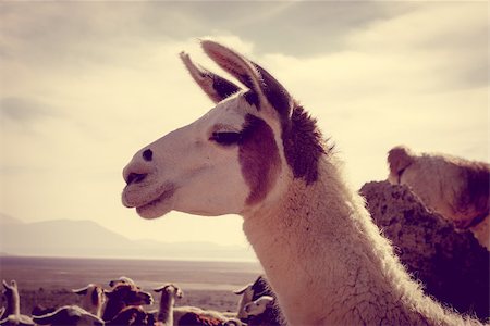 Lamas Lamas herd in Eduardo Avaroa National Park, Bolivia Stockbilder - Microstock & Abonnement, Bildnummer: 400-09070984