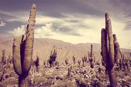 Giant cactus in the Tilcara quebrada moutains, Argentina Stock Photo - Budget Royalty-Free & Subscription, Code: 400-09070983