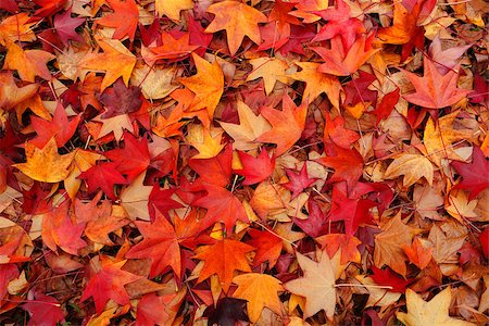 Myriad of rustic leaves in autumn colours, red, orange, amber, brown Stock Photo - Budget Royalty-Free & Subscription, Code: 400-09084196