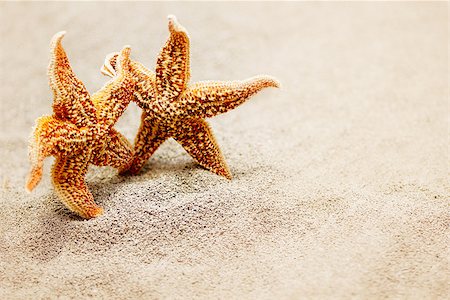 simsearch:400-04745319,k - Meeting two starfish. The concept of a triotic trip for two or meeting two old friends. Photo on the background of sand Stock Photo - Budget Royalty-Free & Subscription, Code: 400-09084220