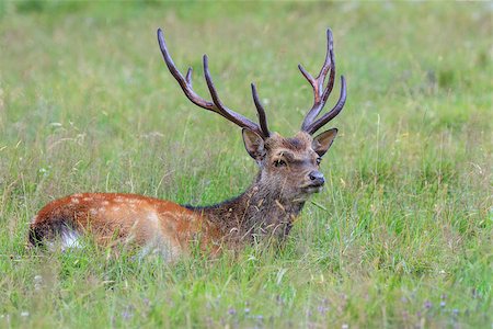 deer antlers close up - sika deer in Merlet Animal Park. Chamonix, France Stock Photo - Budget Royalty-Free & Subscription, Code: 400-09084858
