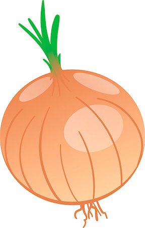 siletskyi (artist) - Illustration of onion on a white background, vector image Stock Photo - Budget Royalty-Free & Subscription, Code: 400-09088928