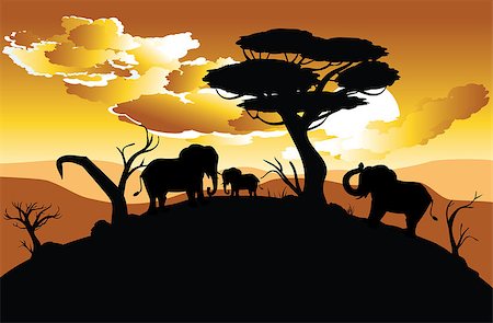 simsearch:400-04815686,k - Colorful sunset scene, african landscape with silhouette of trees and elephant. Foto de stock - Super Valor sin royalties y Suscripción, Código: 400-09080049