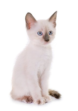 siamese - young kitten in front of white background Photographie de stock - Aubaine LD & Abonnement, Code: 400-09080304