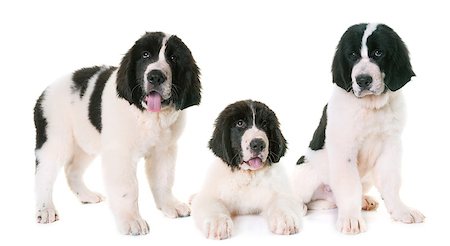 puppies landseer in front of white background Stock Photo - Budget Royalty-Free & Subscription, Code: 400-09080303