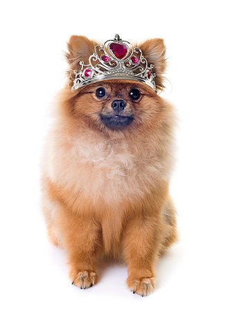 dogs with jewelry - pomeranian spitz in front of white background Stock Photo - Budget Royalty-Free & Subscription, Code: 400-09080908