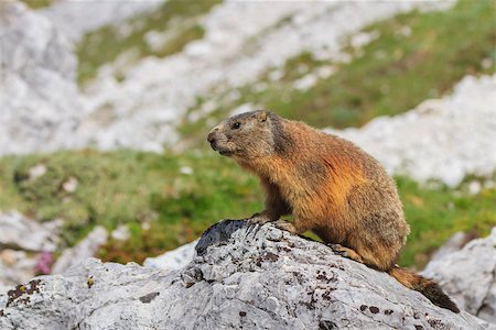 simsearch:400-08110984,k - Alpine marmot (Marmota marmota) on rock. Dolomite Alps, Italy Photographie de stock - Aubaine LD & Abonnement, Code: 400-09081584
