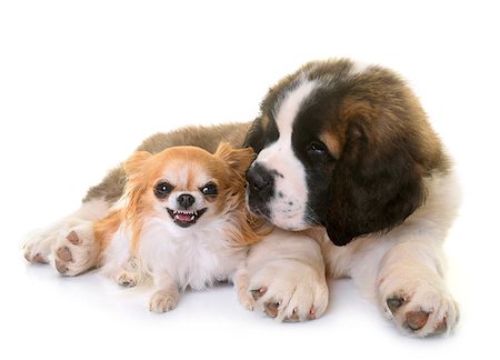 san bernardo - puppy saint bernard and chihuahua in front of white background Foto de stock - Super Valor sin royalties y Suscripción, Código: 400-09083091