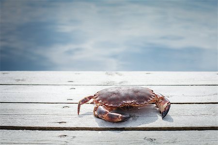 simsearch:400-04406446,k - alive crab standing on wooden floor. outdoor shot in norway. copy space. Stock Photo - Budget Royalty-Free & Subscription, Code: 400-09083145