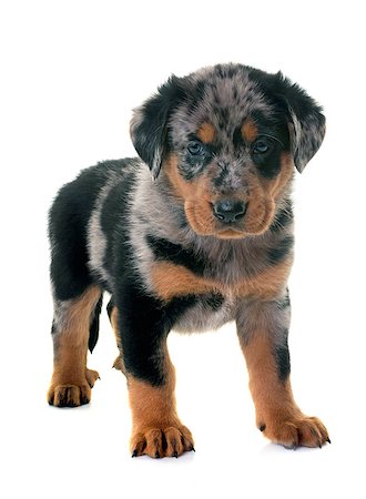 simsearch:400-08669628,k - puppy beauceron in front of white background Stock Photo - Budget Royalty-Free & Subscription, Code: 400-09083325