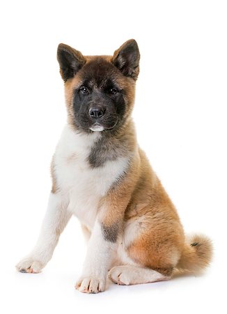 puppy american akita Photographie de stock - Aubaine LD & Abonnement, Code: 400-09083327