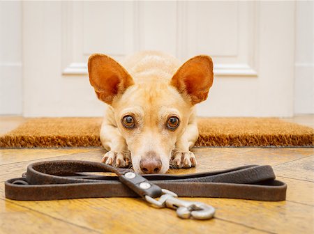 dog welcome mat - poidenco chihuahua dog waiting for owner to play  and go for a walk on doormat with leash on the floor ,behind home door entrance Stock Photo - Budget Royalty-Free & Subscription, Code: 400-09094654