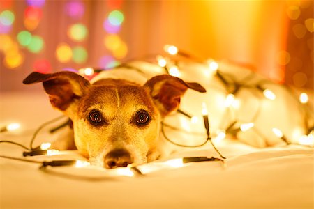 dog christmas light - jack russell dog resting and enjoying this christmas holidays with fancy fairy lights and looking cute at you ( low light photo) Stock Photo - Budget Royalty-Free & Subscription, Code: 400-09094655