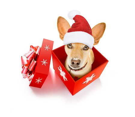 portrait picture adam and eve - christmas chihuahua podenco santa claus  dog in a present  holiday gift box ,isolated on white background with red  hat , as a surprise Stock Photo - Budget Royalty-Free & Subscription, Code: 400-09094652