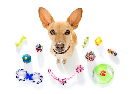 simsearch:400-08158292,k - curious podenco dog looking up to owner waiting or sitting patient to play or go for a walk,  isolated on white background, with a lot of pet toys Fotografie stock - Microstock e Abbonamento, Codice: 400-09094668