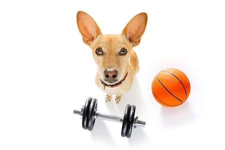 dog fan - basketball podenco dog playing with  ball  , isolated on white background, wide angle fisheye view Stock Photo - Budget Royalty-Free & Subscription, Code: 400-09094669