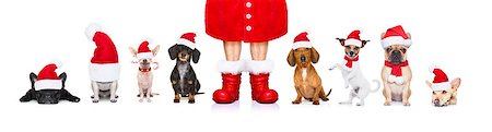 simsearch:400-07050961,k - christmas  santa claus row of dogs isolated on white background,  with   funny  red holidays hat  and boots Stock Photo - Budget Royalty-Free & Subscription, Code: 400-09094662