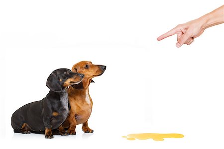 educazione all'uso del vaso - dachshund  sausage dogs being punished for urinate or pee  at home by his owner, isolated on white background Fotografie stock - Microstock e Abbonamento, Codice: 400-09094670