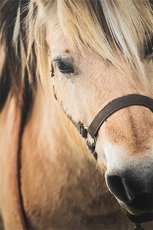 raulmellado (artist) - Nice close-up of the head of a brown horse Foto de stock - Royalty-Free Super Valor e Assinatura, Número: 400-09094683