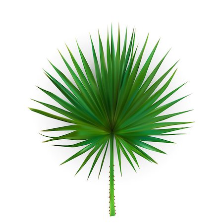 Colorful naturalistic silhouette of leaf Libistones of Chinese, Southern palm. Vector Illustration. EPS10 Foto de stock - Super Valor sin royalties y Suscripción, Código: 400-09095151