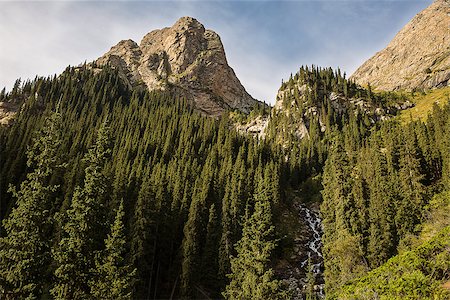 simsearch:400-07570603,k - Kyrgyzstan. Gorge Barskoon. Beautiful view of the mountains covered with coniferous forest . Stock Photo - Budget Royalty-Free & Subscription, Code: 400-09095305