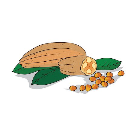 simsearch:400-09096754,k - Isolated clipart of plant Allanblackia on white background. Botanical drawing of herb Allanblackia with seeds and leaves, fruits, pods Foto de stock - Super Valor sin royalties y Suscripción, Código: 400-09095407