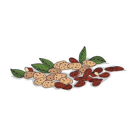 Isolated clipart of plant Almond on white background. Botanical drawing of herb Prunus dulcis with nuts and leaves, seeds Stock Photo - Budget Royalty-Free & Subscription, Code: 400-09095531