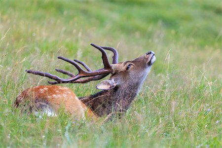 simsearch:400-08430645,k - sika deer in Merlet Animal Park. Chamonix, France Stock Photo - Budget Royalty-Free & Subscription, Code: 400-09095881