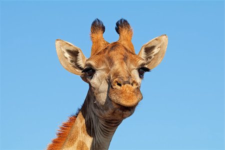 simsearch:400-07210494,k - Portrait of a giraffe (Giraffa camelopardalis) against a blue sky, South Africa Stock Photo - Budget Royalty-Free & Subscription, Code: 400-09096039