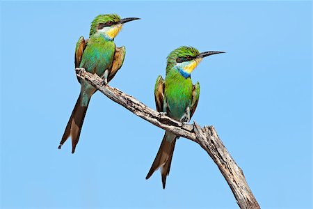 swallow-tailed bee-eater - Swallow-tailed bee-eater (Merops hirundineus) perched on a branch, South Africa Stock Photo - Budget Royalty-Free & Subscription, Code: 400-09096041