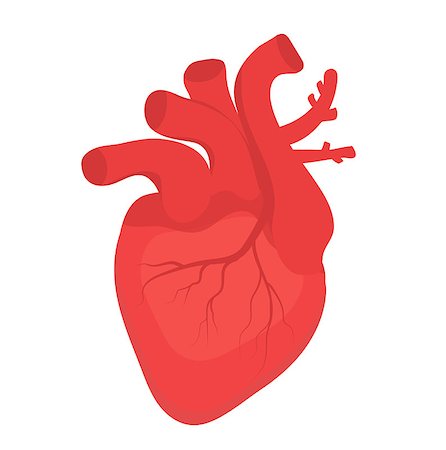 simsearch:400-07116715,k - Human heart icon, flat style. Internal organs symbol. Anotomy, cardiology, concept. Isolated on white background. Vector illustration Stock Photo - Budget Royalty-Free & Subscription, Code: 400-09096078