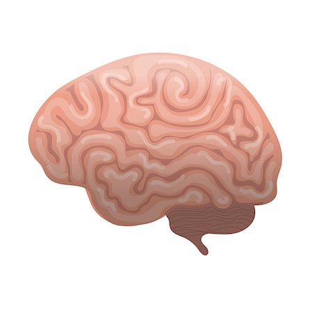 front view human organ image - Human brain icon, flat style. Internal organs symbol the side view, isolated on white background. Vector illustration Stock Photo - Budget Royalty-Free & Subscription, Code: 400-09096087