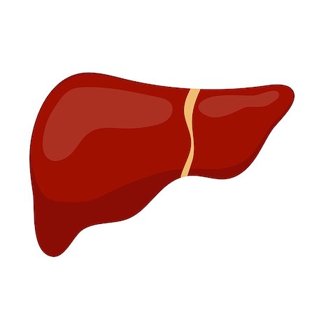 Liver icon, flat style. Internal organs of the human design element, logo. Anatomy, medicine concept. Healthcare. Isolated on white background. Vector illustration Stock Photo - Budget Royalty-Free & Subscription, Code: 400-09096088