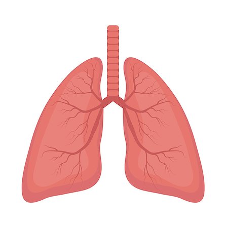 Lungs icon, flat style. Internal organs of the human design element, logo. Anatomy, medicine concept. Healthcare. Isolated on white background. Vector illustration Stock Photo - Budget Royalty-Free & Subscription, Code: 400-09096090