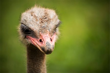 simsearch:400-04520488,k - portrait of an ostrich looking menacingly to the camera with a green field out of focus as a background Foto de stock - Super Valor sin royalties y Suscripción, Código: 400-09096324