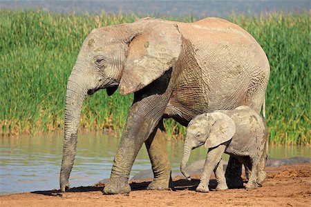 simsearch:400-04276083,k - African elephant (Loxodonta africana) cow with young calf, Addo Elephant National park, South Africa Stock Photo - Budget Royalty-Free & Subscription, Code: 400-09096449