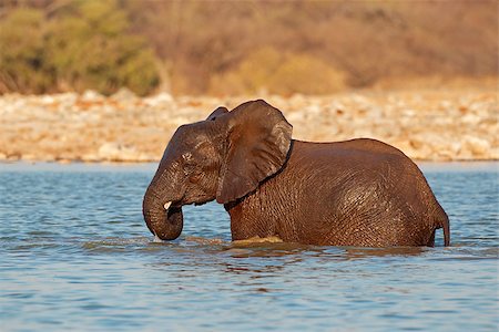 simsearch:400-07430708,k - African elephant (Loxodonta africana) playing in water, Etosha National Park, Namibia Stock Photo - Budget Royalty-Free & Subscription, Code: 400-09096457