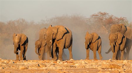 simsearch:400-07216532,k - African elephant (Loxodonta africana) herd in dust, Etosha National Park, Namibia Foto de stock - Super Valor sin royalties y Suscripción, Código: 400-09096450