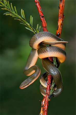 simsearch:400-03934181,k - Close-up of an Aurora house snake (Lamprophis aurora), South Africa Stock Photo - Budget Royalty-Free & Subscription, Code: 400-09096452