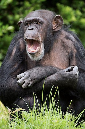 Chimpanzee against a background of dark green foliage Stock Photo - Budget Royalty-Free & Subscription, Code: 400-09096488