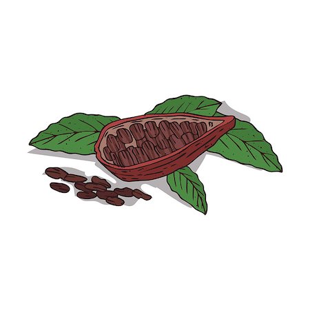 simsearch:400-09096754,k - Isolated clipart of plant Cocoa on white background. Botanical drawing of herb Theobroma cacao with beans and leaves, pods Foto de stock - Super Valor sin royalties y Suscripción, Código: 400-09096755