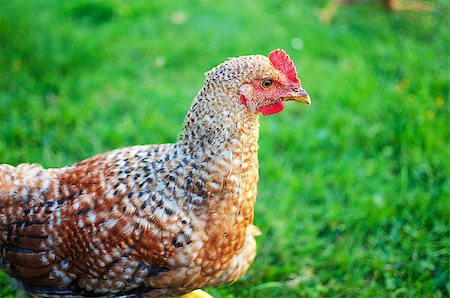 simsearch:400-04974830,k - Happy Home poultry chickens grazing and walking outdoors Foto de stock - Royalty-Free Super Valor e Assinatura, Número: 400-09096750