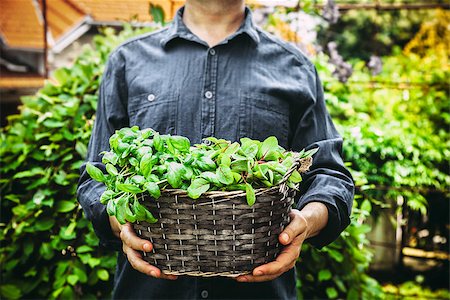 simsearch:400-08552542,k - Organic gardening. Farmers hands with fres herbs. Spring gardening Stock Photo - Budget Royalty-Free & Subscription, Code: 400-09096912