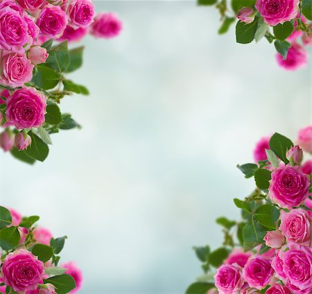 frame of pink roses brunches frame on blue bokeh background Stock Photo - Budget Royalty-Free & Subscription, Code: 400-09097666