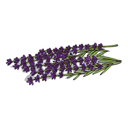 Isolated clipart of plant Lavender on white background. Botanical drawing of herb Lavandula with flowers and leaves Stock Photo - Budget Royalty-Free & Subscription, Code: 400-09097701